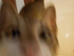 -彩虹桥宠物火化殡葬善终服务(金乐大厦店)