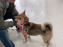 -申普宠物医院·眼科·心内科·影像科(普陀分院)