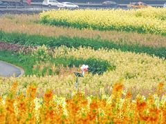 -三圣花乡旅游区