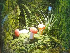 -菌彩云南野生菌火锅(呈贡七彩云南第壹城店)