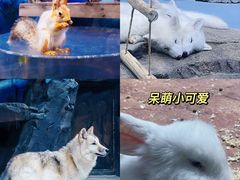 -海合安青岛极地海洋公园