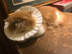 -more than meow吴止猫主题餐厅(承德 中船汇店)