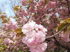 -西安青龙寺遗址景区