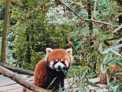 -都江堰中华大熊猫苑