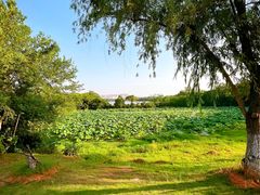 -盘龙城国家考古遗址公园