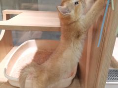 -BABIT巴比特宠物(MOMOPARK店)