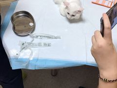 -喜多萌中农锦绣动物医院24H·猫科·牙科MRI·CT