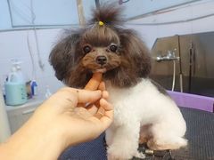 -宠福鑫康馨动物医院·骨科·眼科