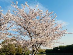 -高东镇樱花园