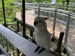 -新加坡飞禽公园