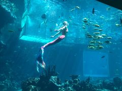 -海棠湾洲际-涛·海底餐厅·美人鱼·自助餐·海底隧道