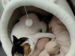 -柏萃动物医院·骨科·牙科