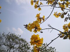 -天适樱花悠乐园