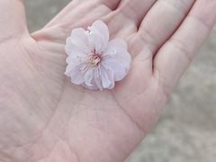 -CoCo都可(大兴店)