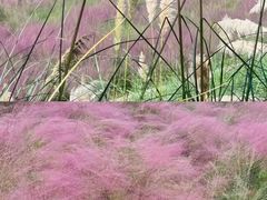 -羊亭河湿地公园