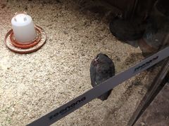 -zoonana室内动物园(东方福来德店)