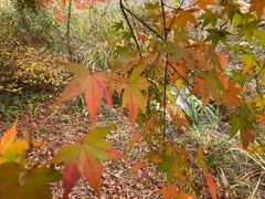-昆山城市生态森林公园