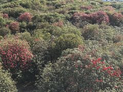 -贵州百里杜鹃风景名胜区