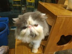 -more than meow吴止猫主题餐厅(承德 中船汇店)