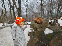 -宫城藏王狐狸村