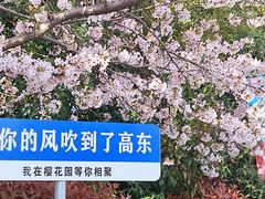 -高东镇樱花园