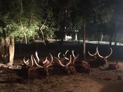 -清迈夜间动物园