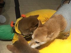 -逗柴咖啡屋·狗咖猫咖宠物桌游