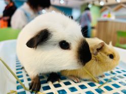 -Moni星球萌宠·小马宝莉·灵蛇·高端高阶全萌宠互动体验俱乐部(红豆国际广场店)