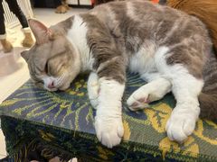 -平行世界·猫咖(首经贸店)