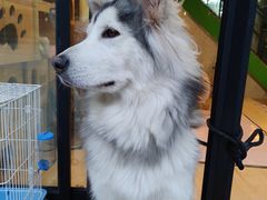 -李小姐の猫咖啡馆(五角场店)
