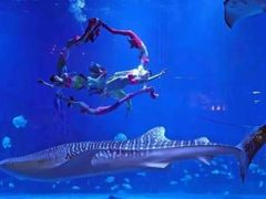 -烟台海昌鲸鲨海洋公园