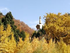 -遵化市禅林寺古银杏风景园