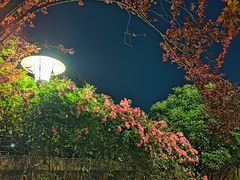 -武昌江滩