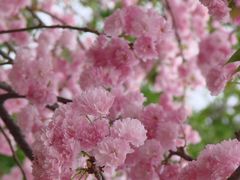 樱花-天适樱花悠乐园