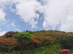 -大围山国家森林公园
