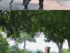 -深圳野生动物园