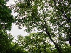 -橘子洲景区
