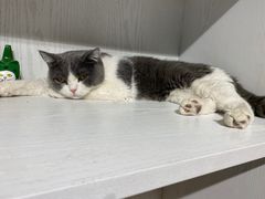 -猫小院猫主题餐厅(三里屯店)