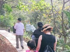 -银湖山郊野公园-相思林