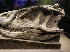 -自贡恐龙博物馆