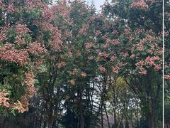 -洛阳市隋唐城遗址植物园