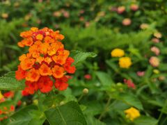 -国家植物园