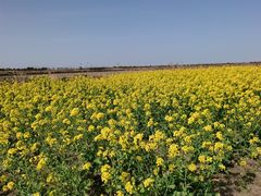 -春花秋色城市公园