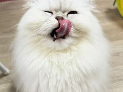 -猫十亿·布偶金渐层·曼基康矮脚猫舍(青年路店)