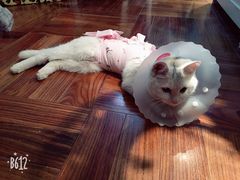 -纳吉亚猫专科动物医院博雅分院