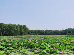 -东郊湿地公园