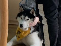 -Husky Go! 哈士奇体验馆·宠物咖啡厅狗咖