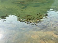 -九曲溪竹筏码头