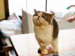 -more than meow吴止猫主题餐厅(承德 中船汇店)