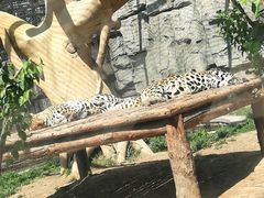 -石家庄市动物园